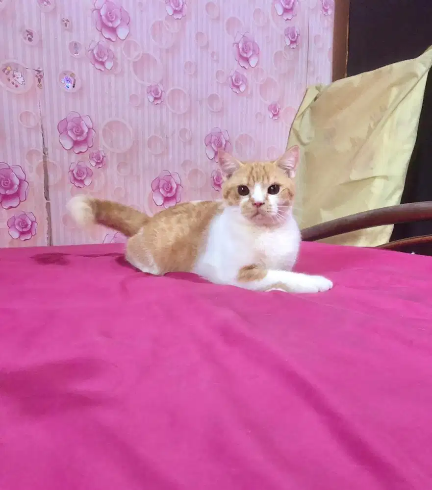 Kucing BSH Mix Exotic Jantan Lucuu