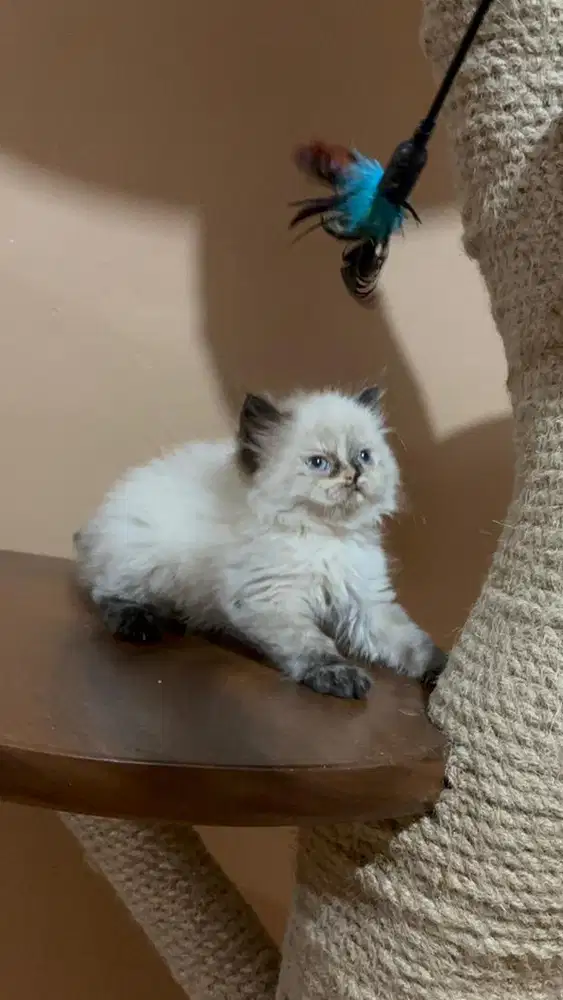 Kucing Kitten Himalaya Himalayan Ragdoll Blue Eyes Mata Biru