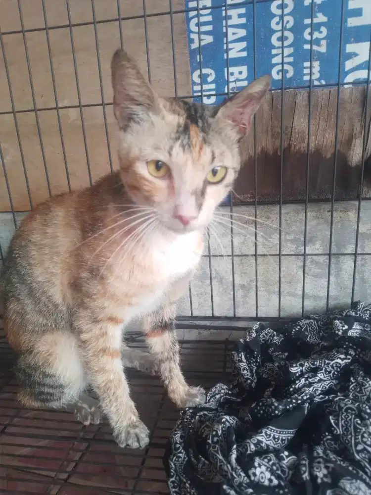 Kucing kampung, calico,tiga warna,kembang telon jantan