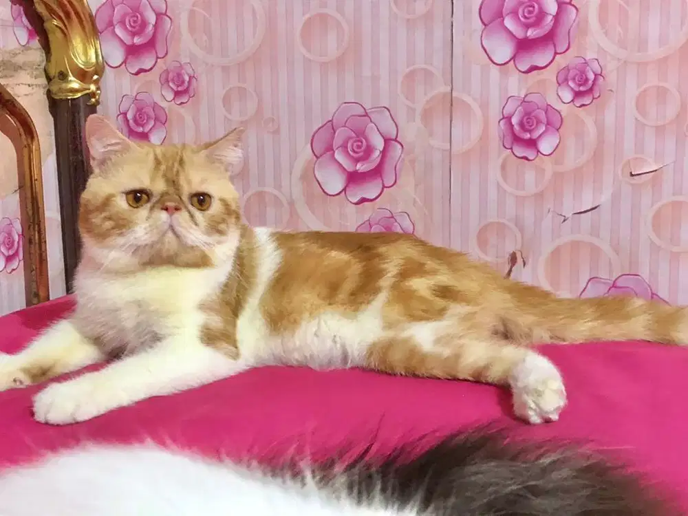 Kucing Peaknose Exotic Jantan Bicolour