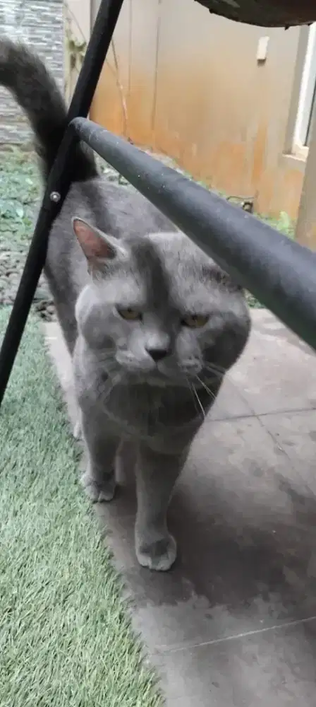 Open adopt ganti pakan mau pindah