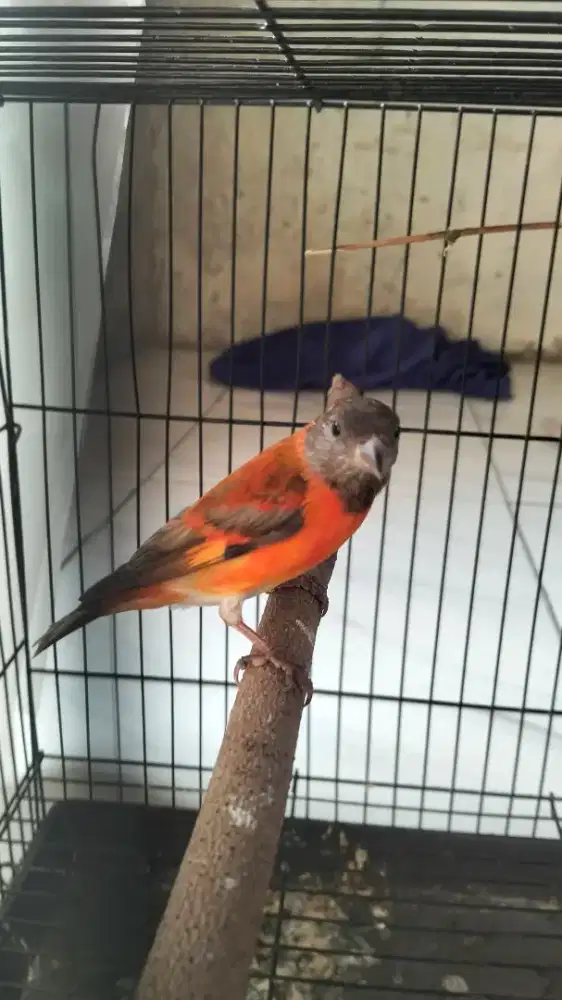 Red siskin dilute gacor