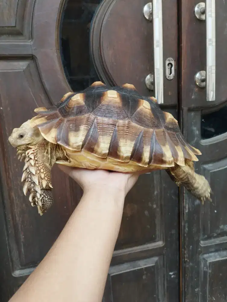 Kura-kura Darat Sulcata Betina Ukuran 27cm