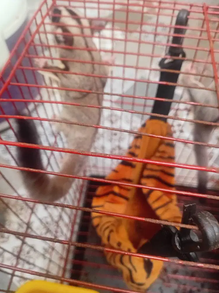 Jual sugar glider