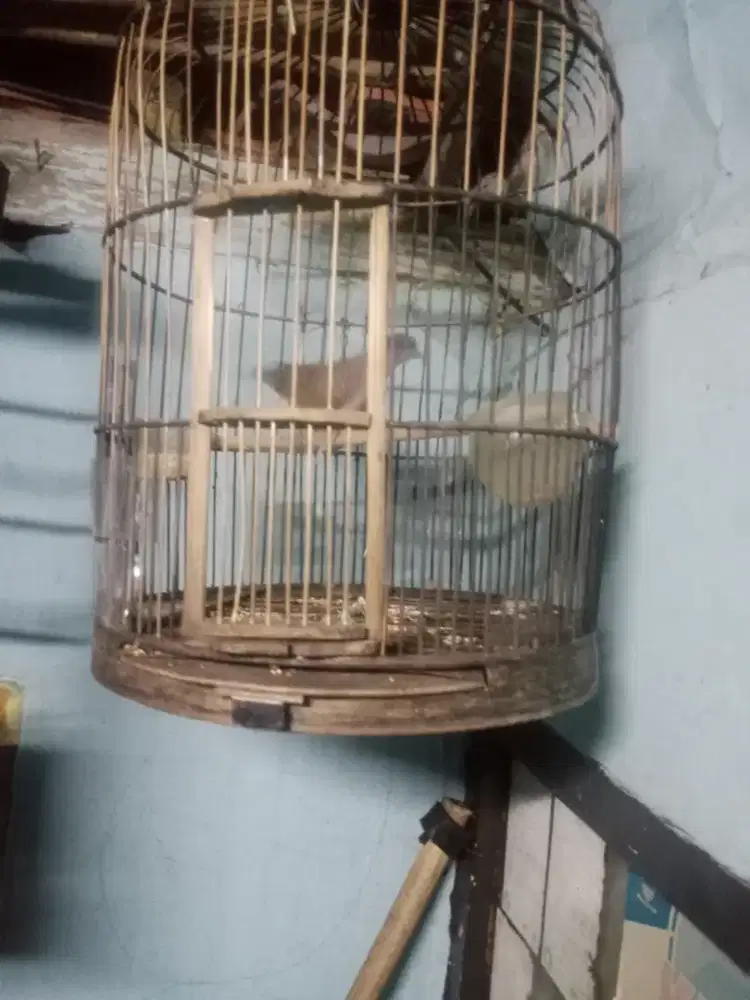 Burung perkutut jantan