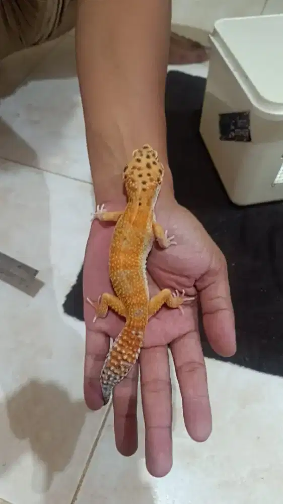 Gecko sehat jantan