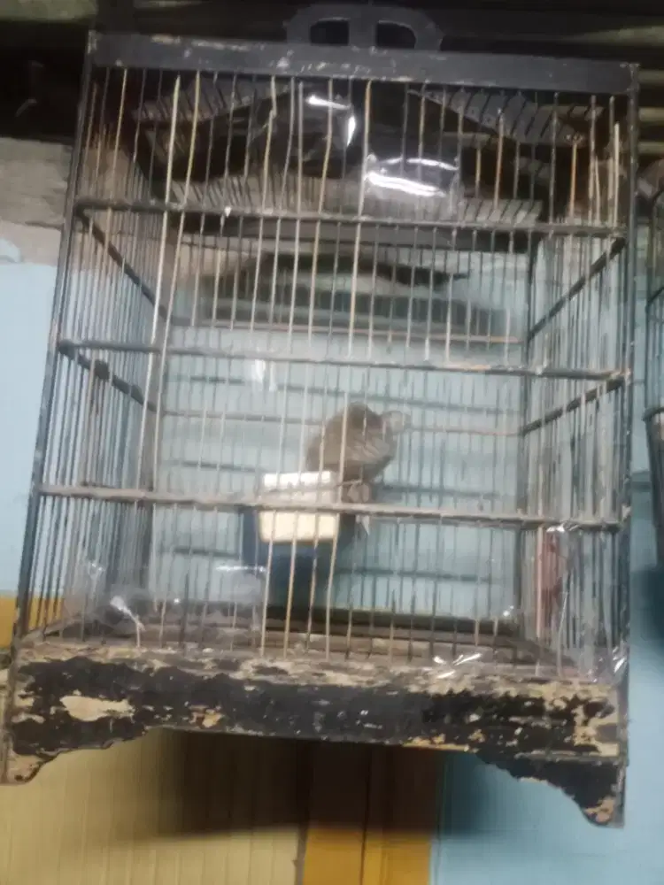 Perkutut lokal jantan