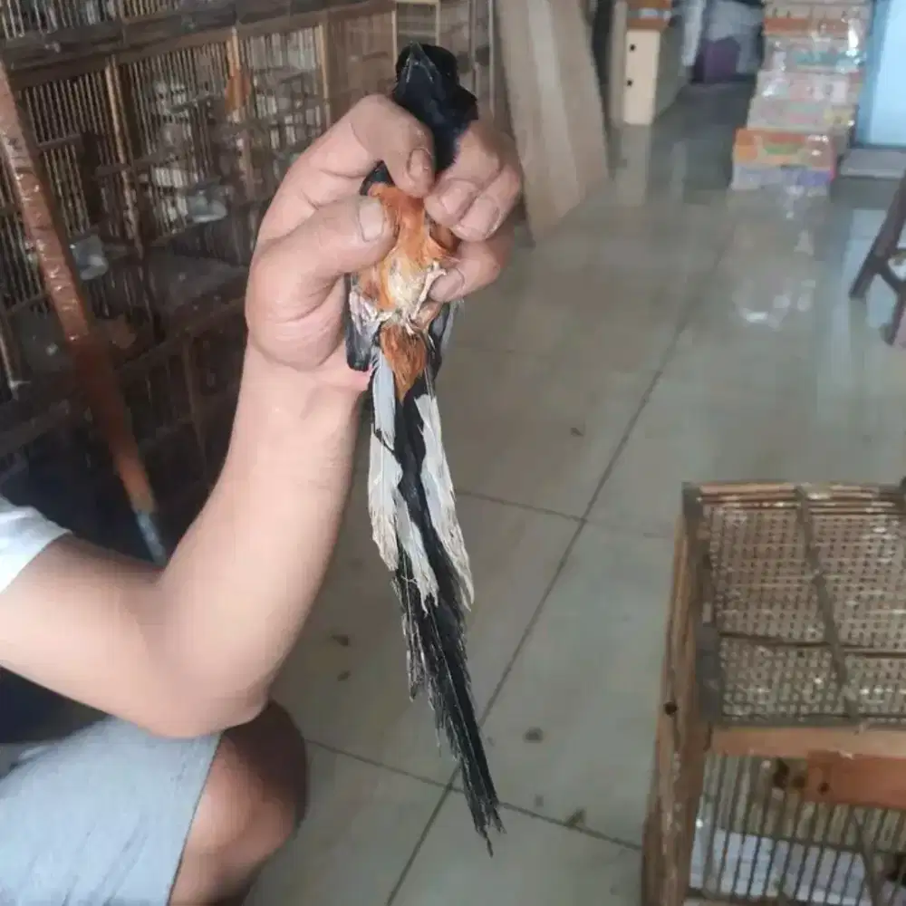 muray mh non gembung aman voer