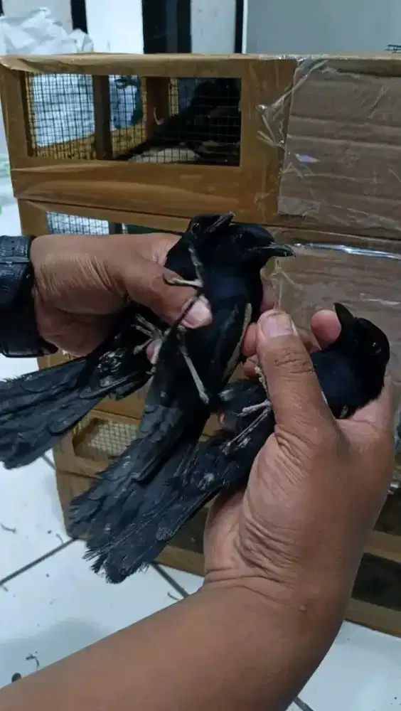 kacer wulung bahan aman voer