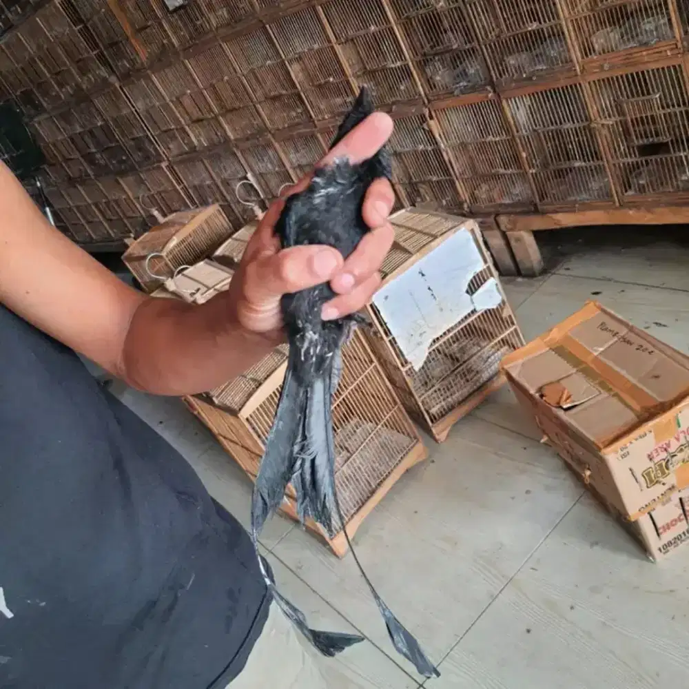 srigunting krantil bahan mulus