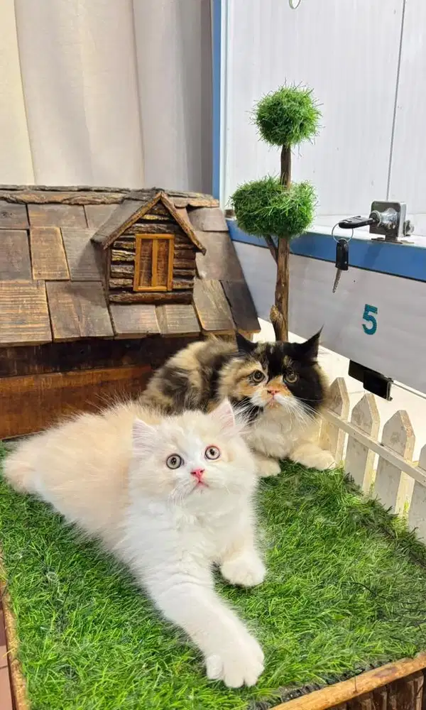 Kucing persia jantan & betina