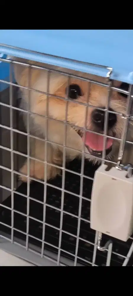 jual anjing maltese