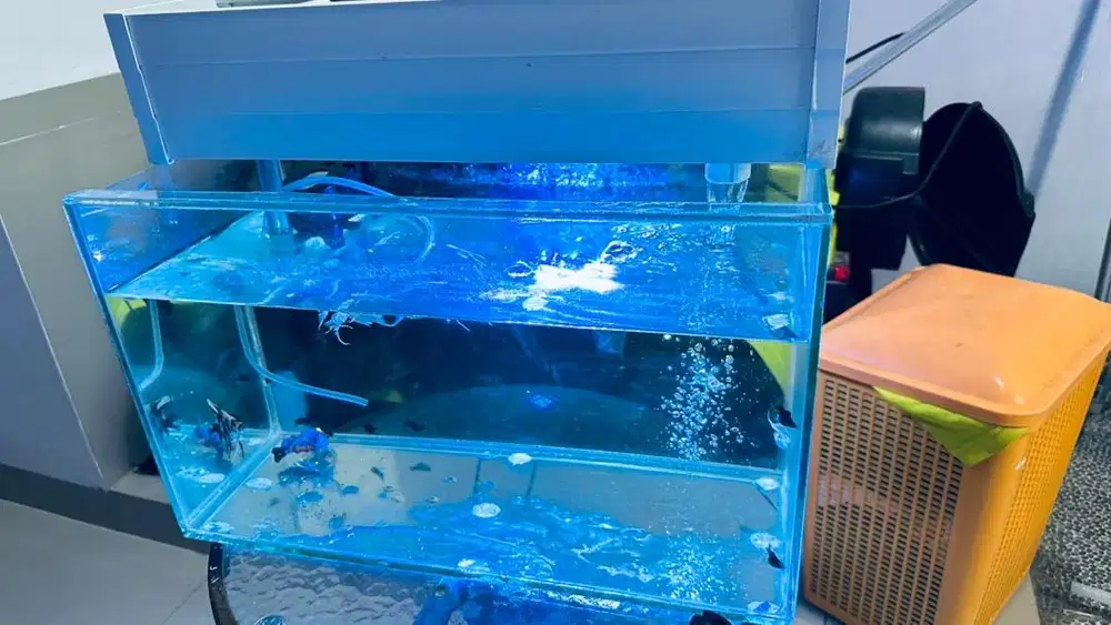 DIJUAL AQUARIUM FULL SET UKURAN 50 x 30 x 30