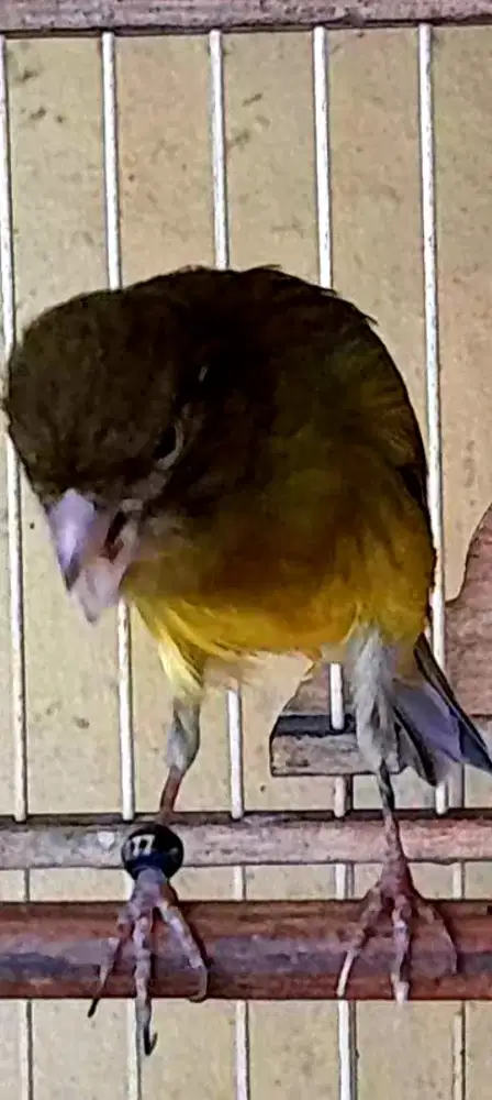BURUNG KENARI HYBRiD GBBBSFLQ×LQ GACOR