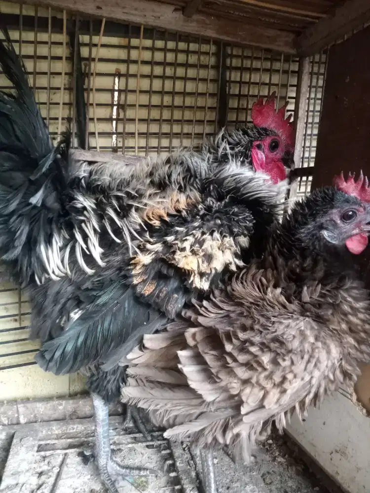 Ayam walik sepasang bulu kriting
