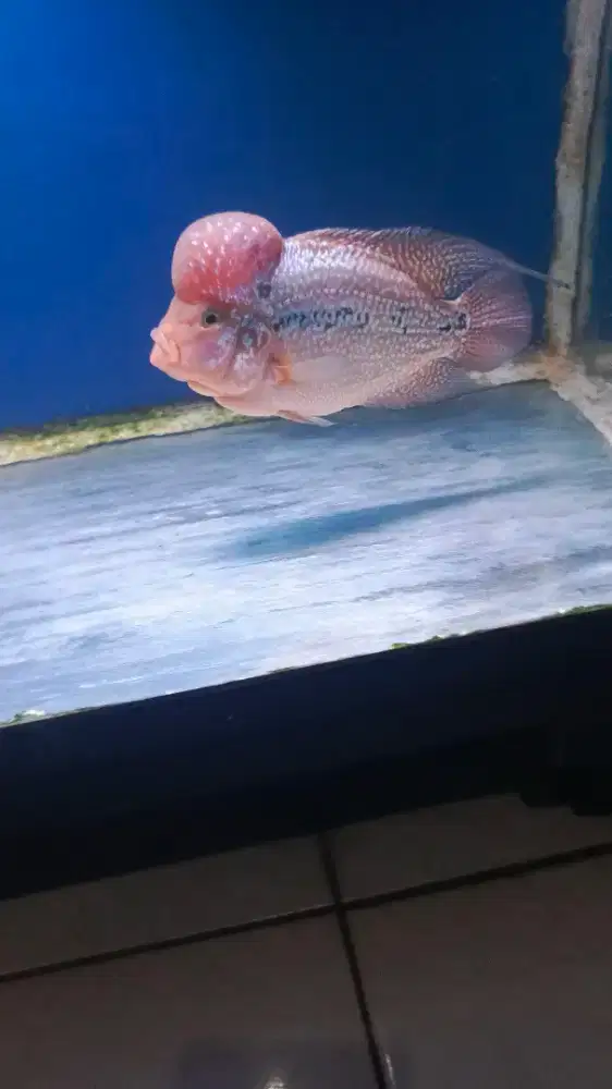 Louhan kamfa f2 mata putih