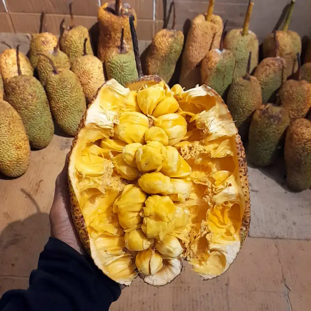 CEMPEDAK MADU KUALITAS