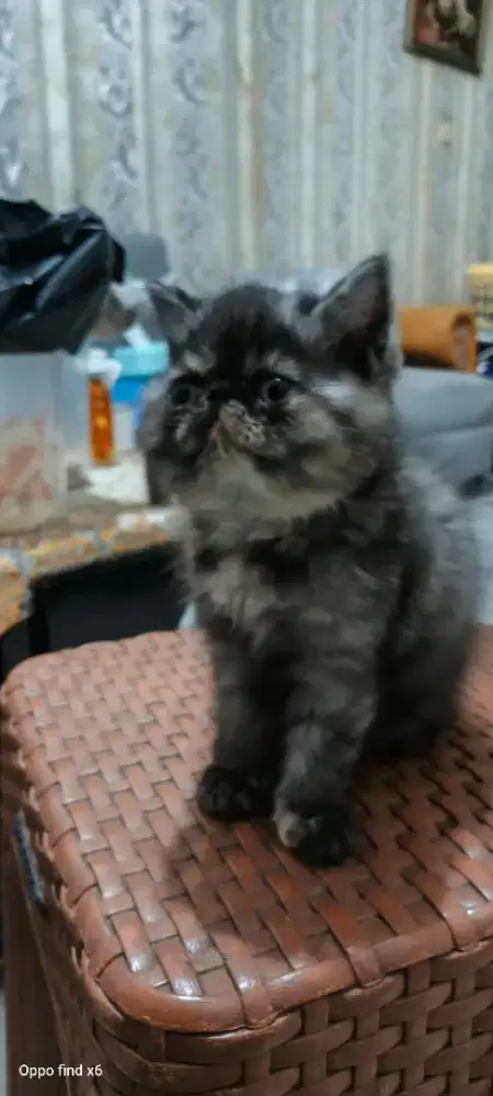 Kucing Persia peaknose