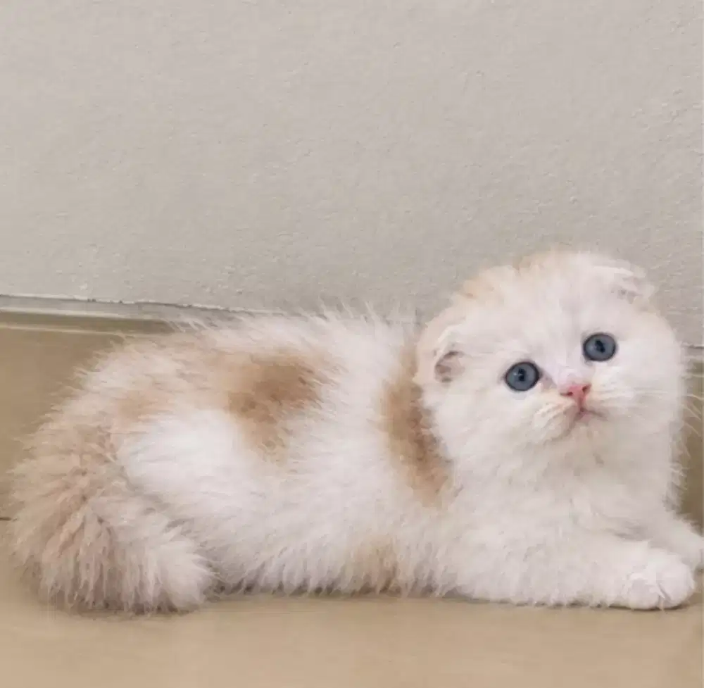 Scottish fold female