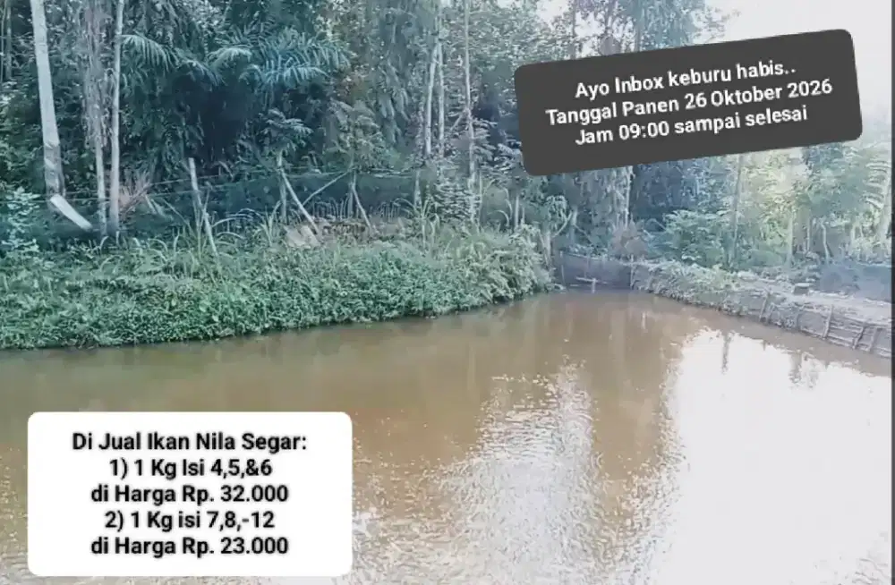 Jual Ikan Nila Segar Berkualitas