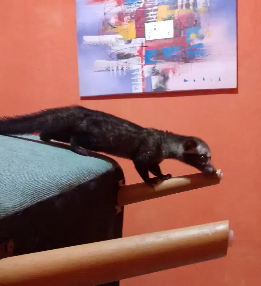 MUSANG PANDAN LUCU