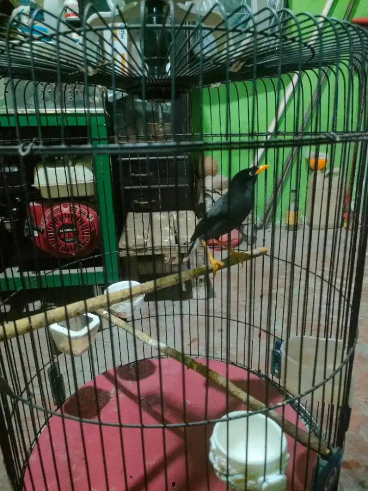 Jual burung jalak kebo & kandang
