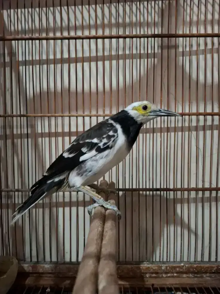 jalak hongkong mapan gacor