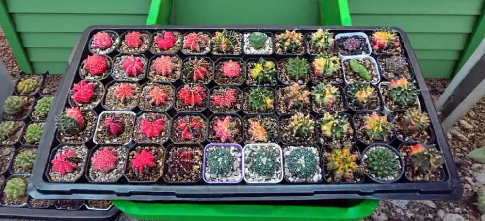 Kaktys gymno var