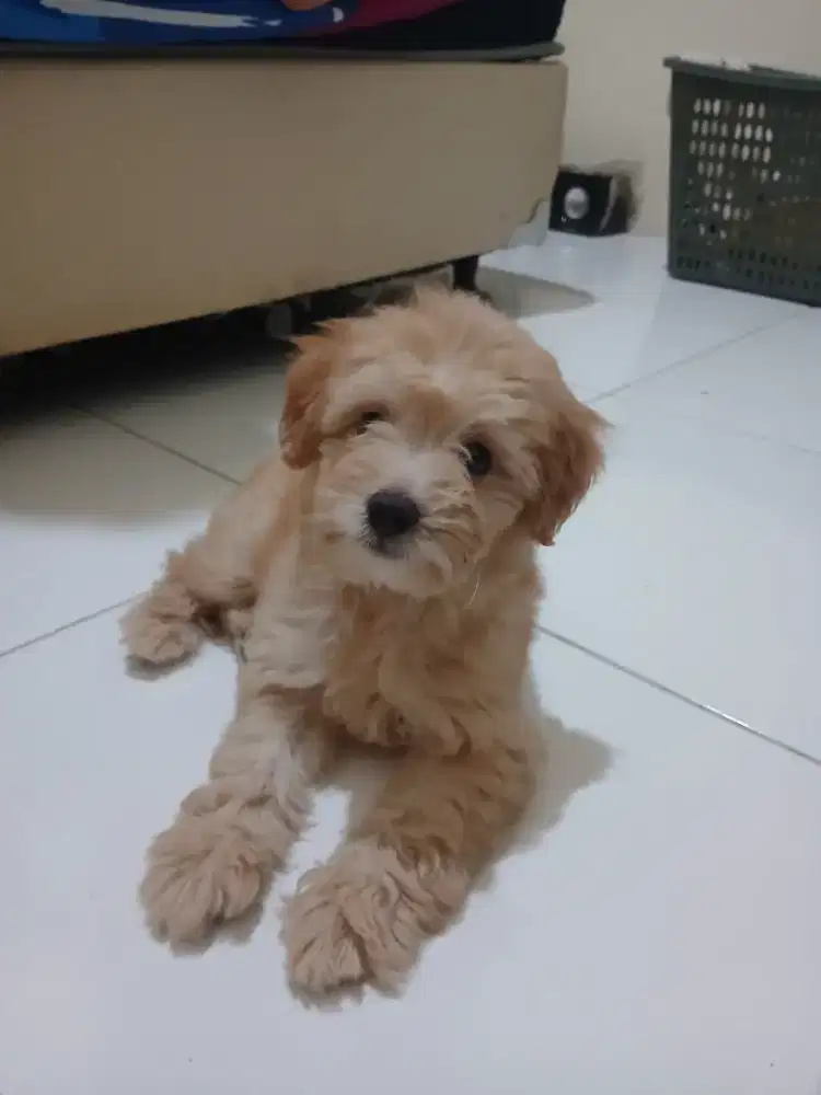 Jual Puppies Puppy Anak Anjing Poodle