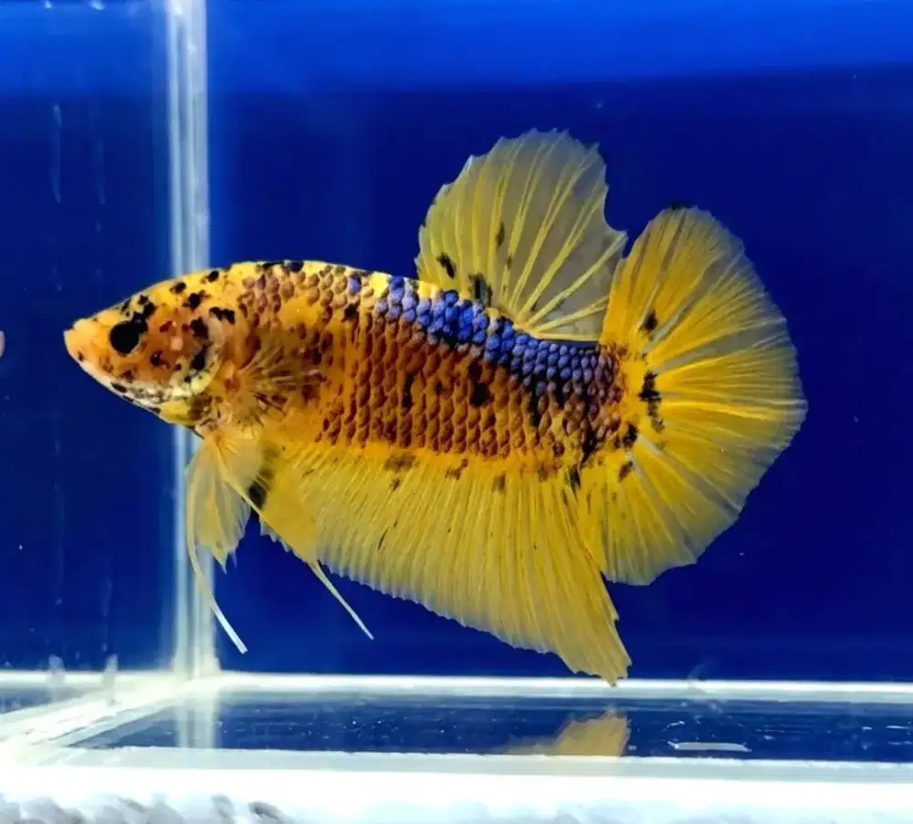 ikan cupang giant yellow koi.
