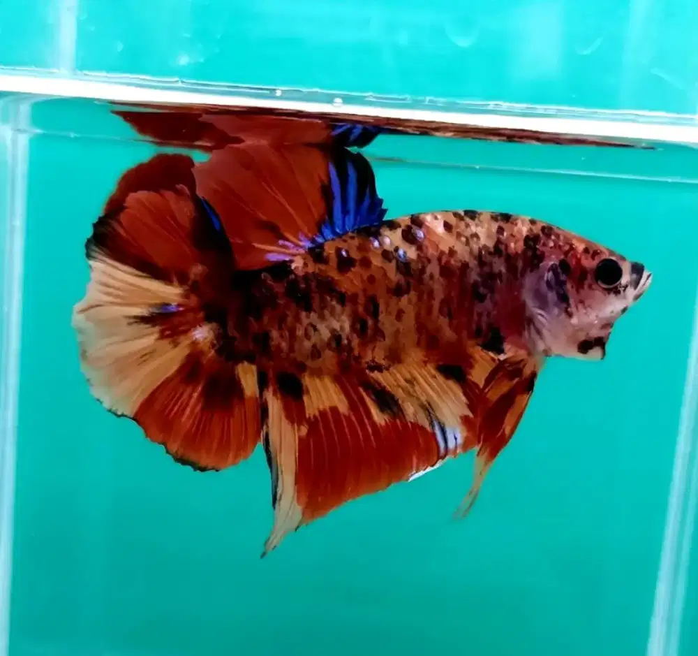 ikan cupang giant nemo