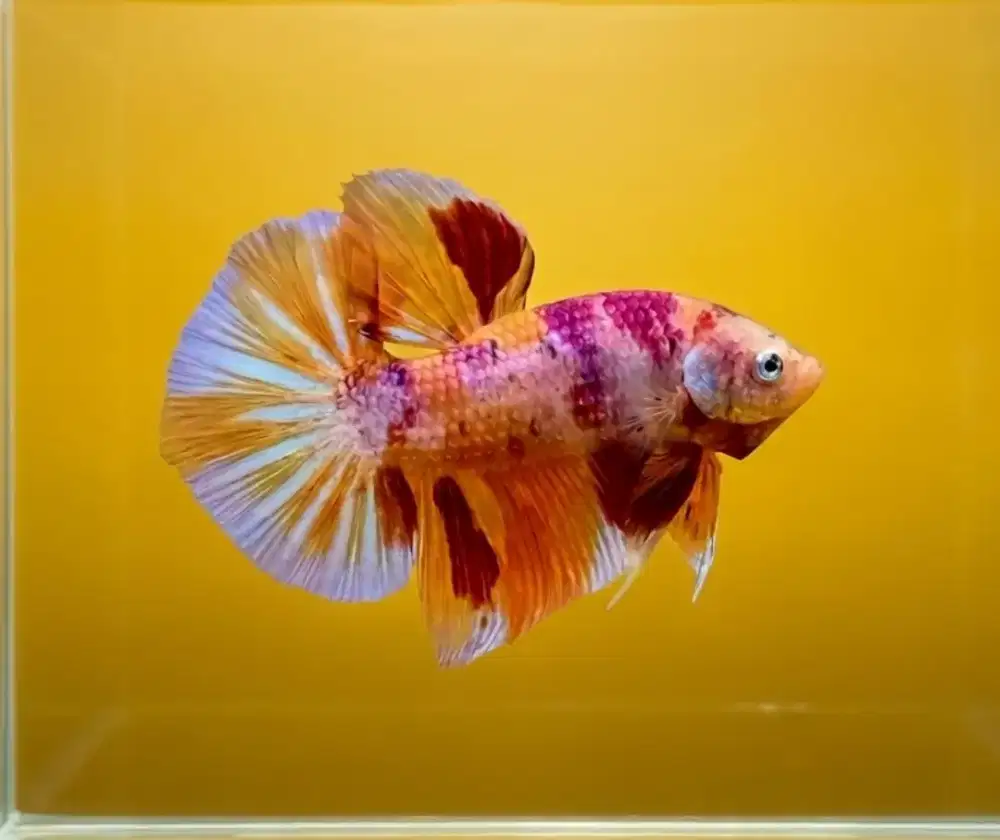ikan cupang giant candy