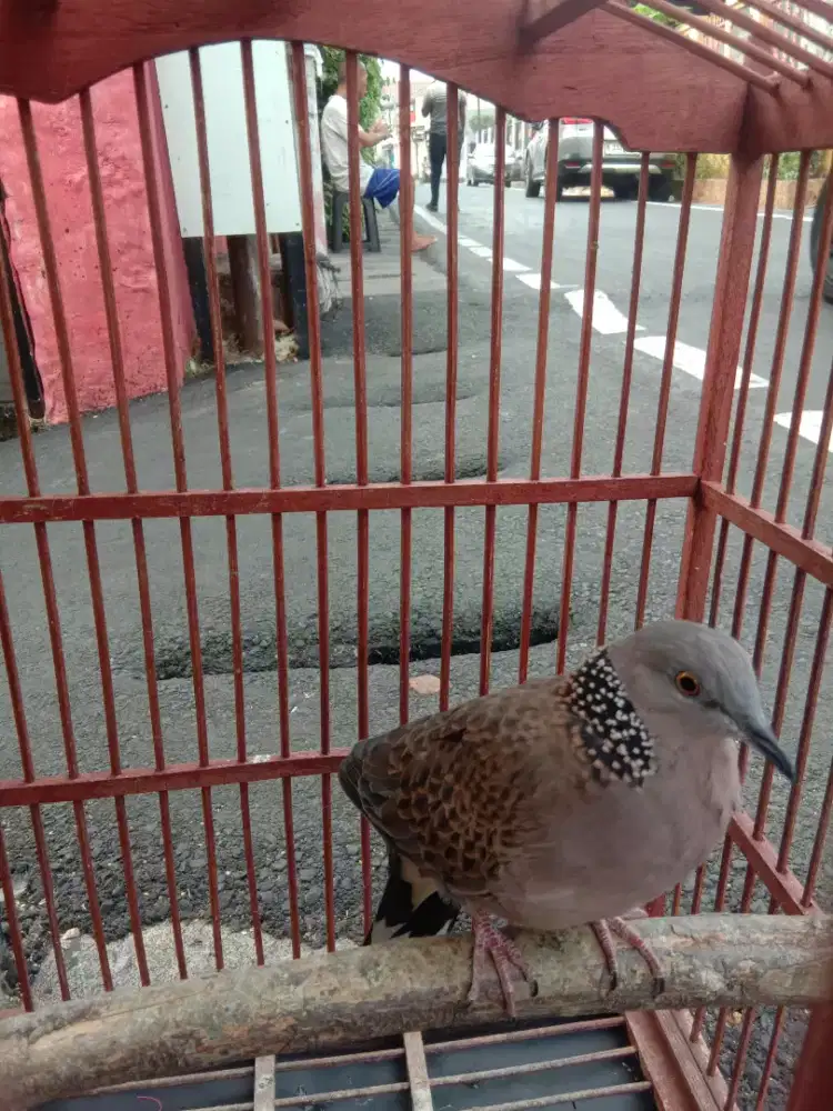 Tekukur lokal jantan rajin bunyi