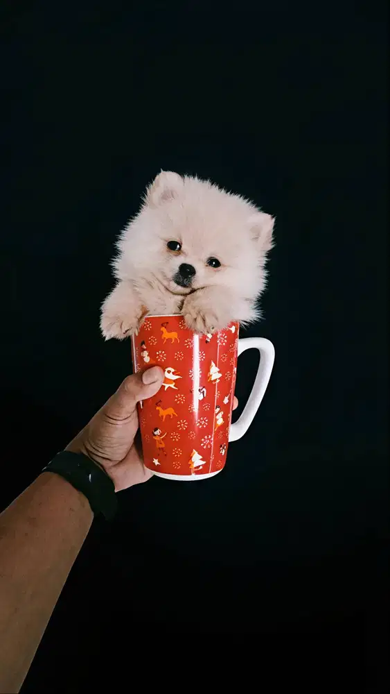 Minipom Pomeranian Pom Cantik mungil