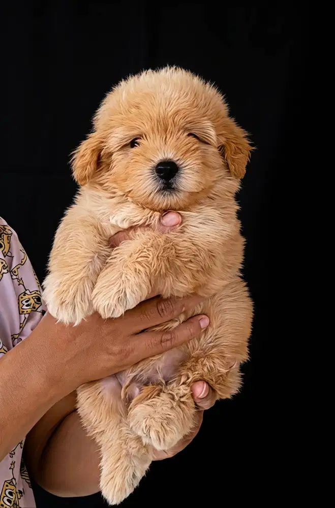 Maltipoo jantan betina cakep gemoy