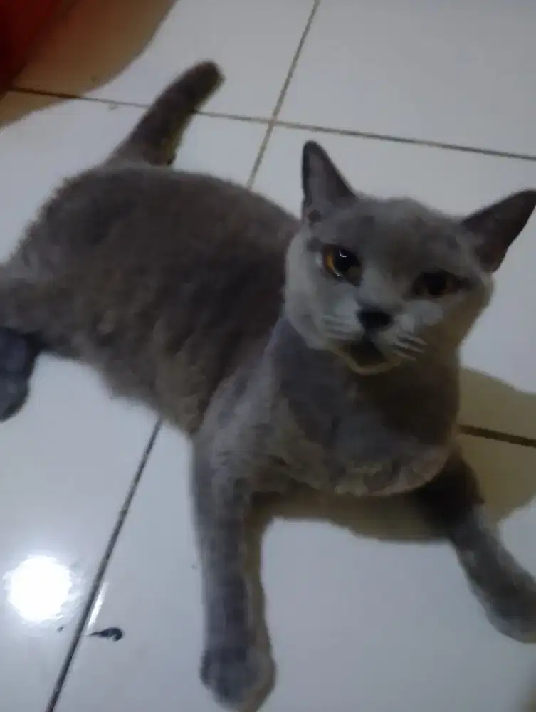 Kucing bsh betina