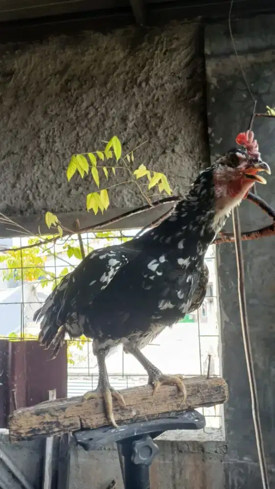 Betina Ayam ketawa produksi