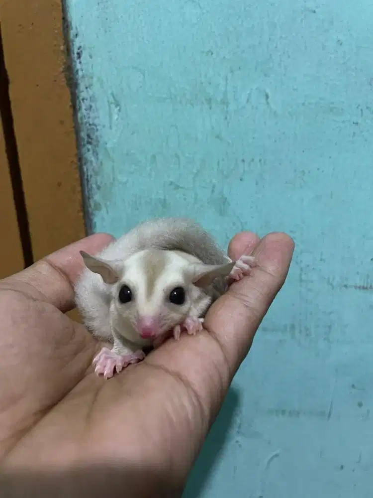 Sugar glider creamino