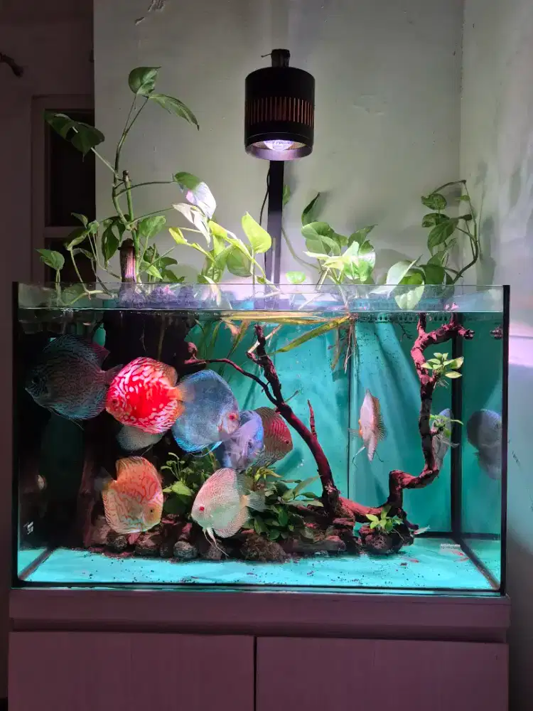 Dijual ikan Discus sz 5 up