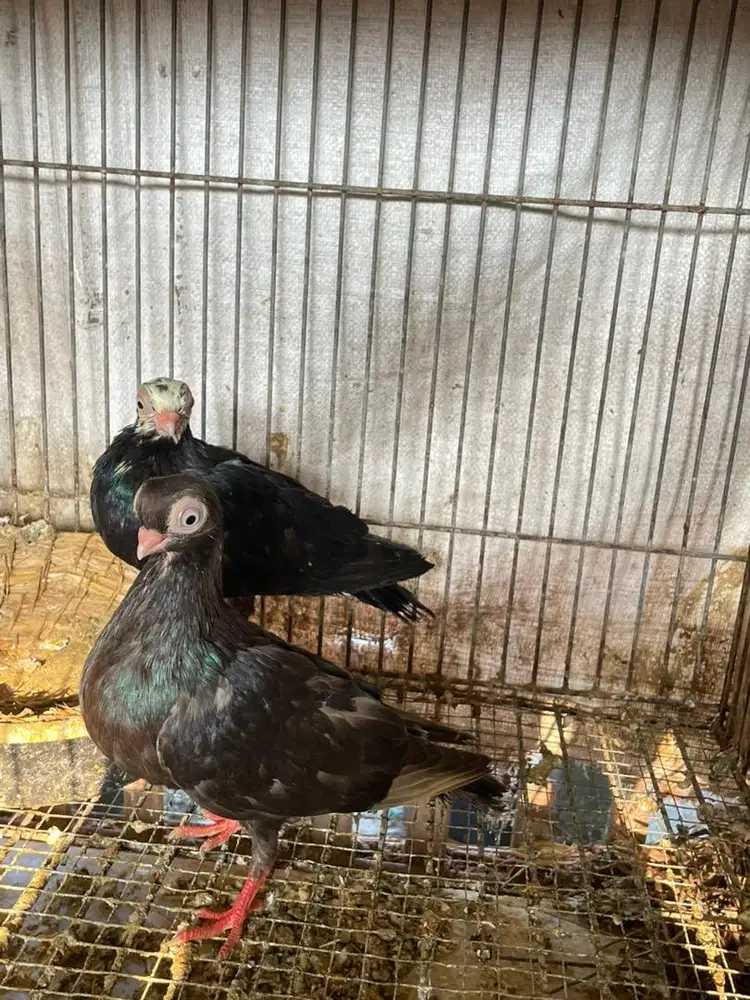 Burung merpati hias wina