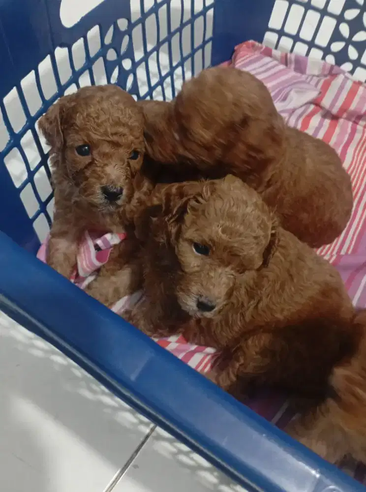 Puppy Ras Poodle asli lucu sehat lincah harga ekonomis