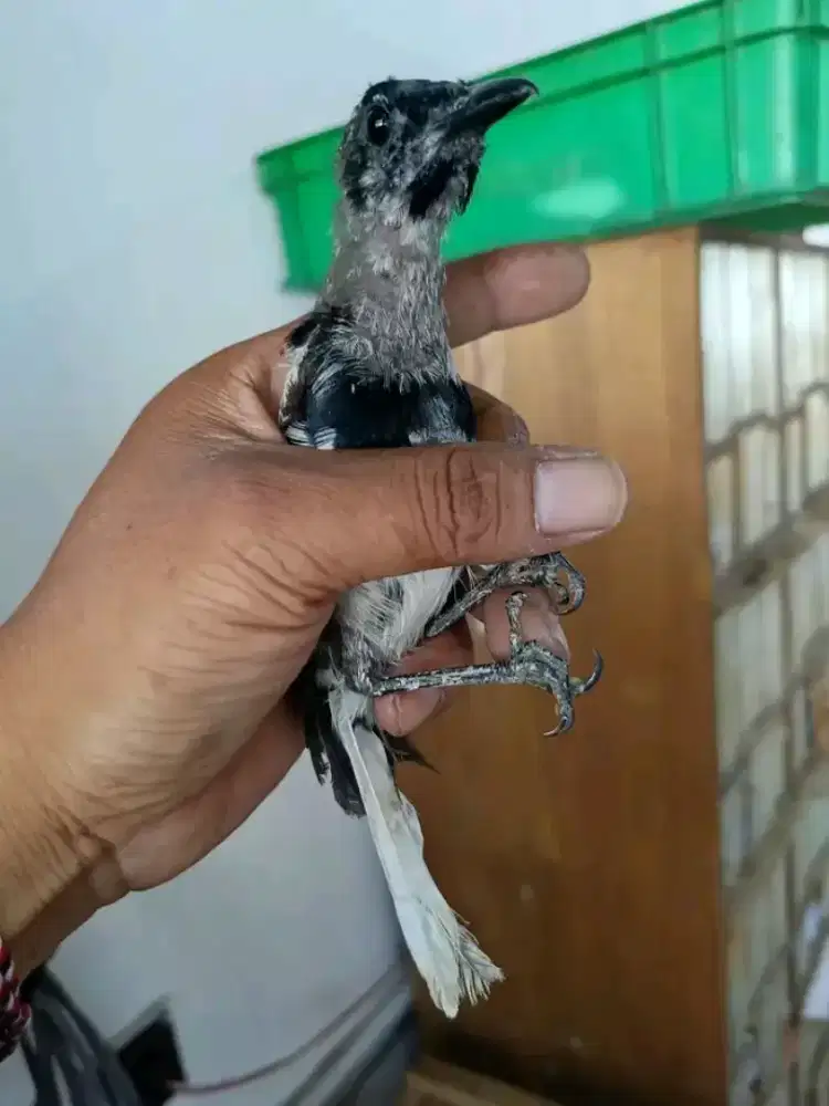 kacer trotol jantan pontianak