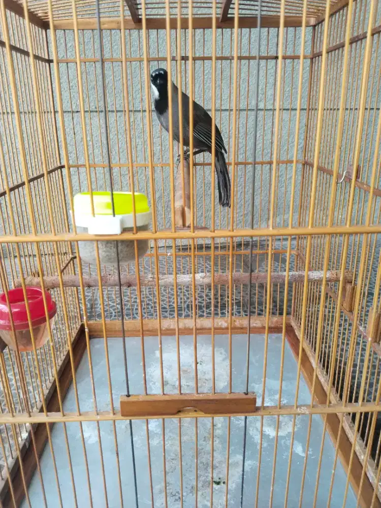 Poksay Jantan Gacor