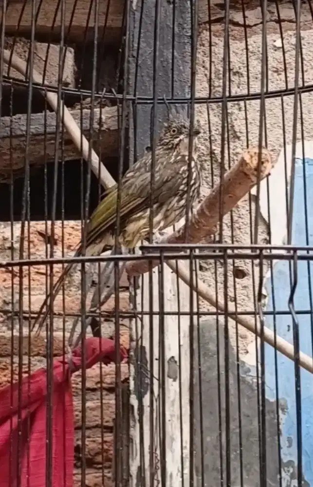 Cucak kerinci sumatra
