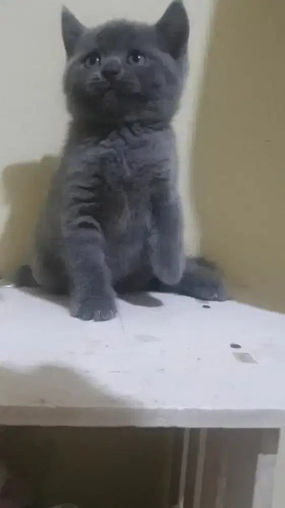 BRITISH SHORTHAIR