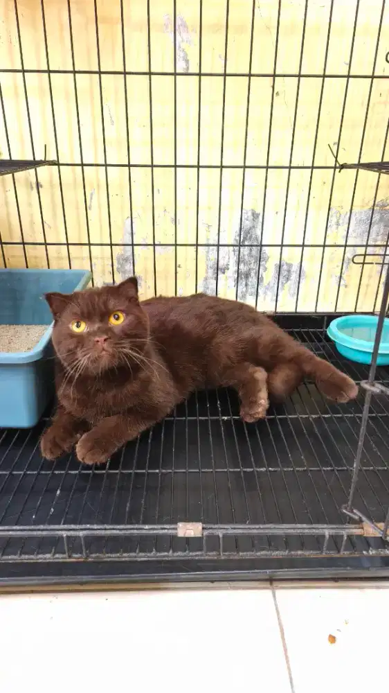 Scottish Fold Pure
