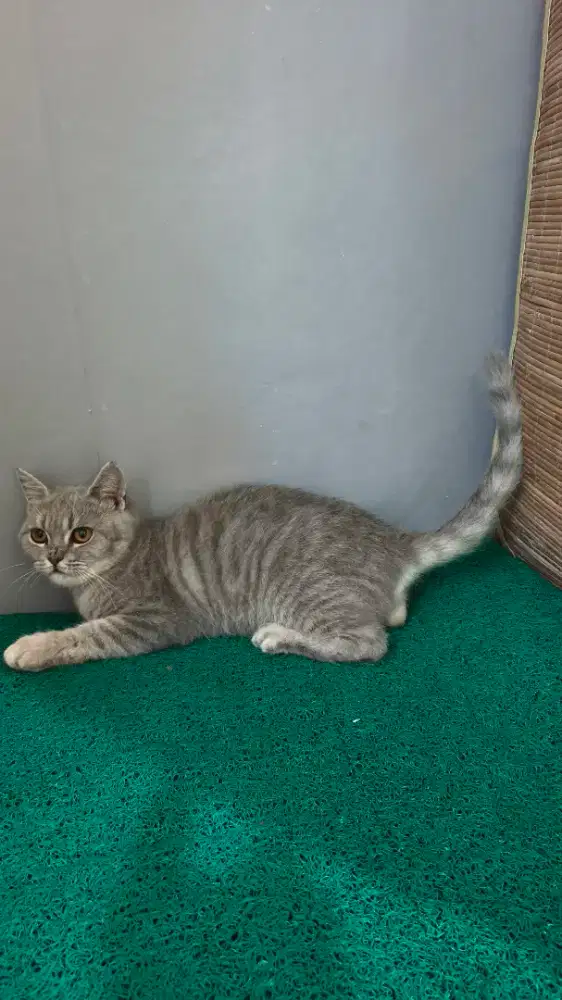 Kucing BSH Pure