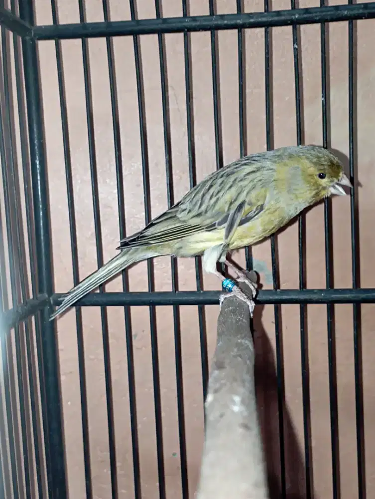 Burung Kenari Afsf Gacor isian blackthroat dan grejaan