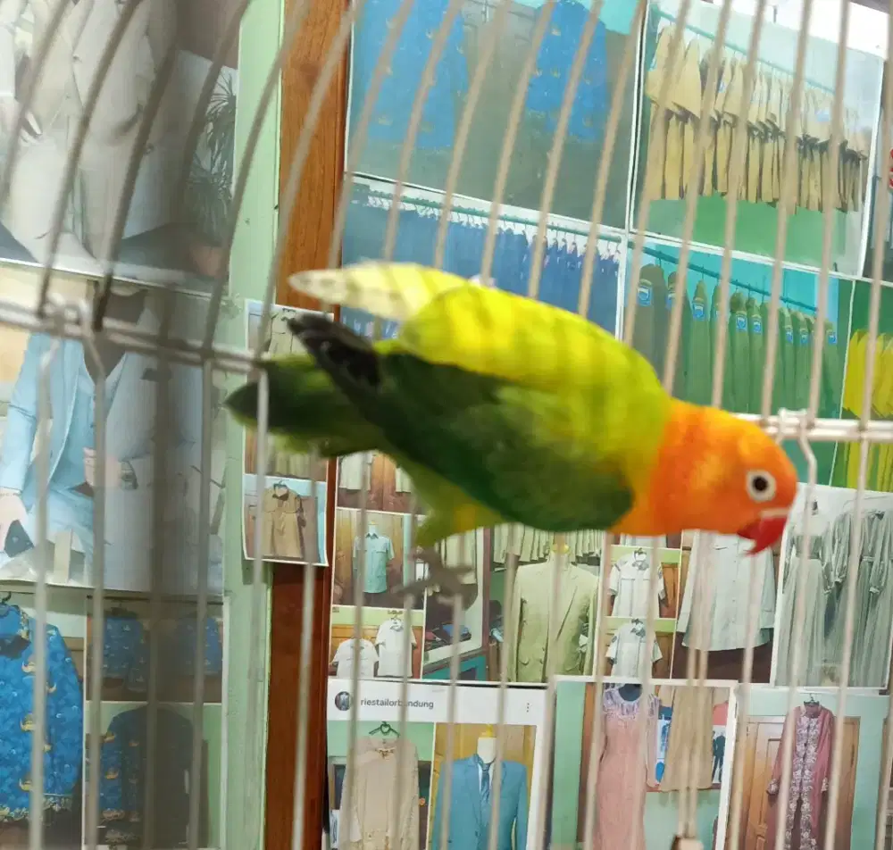 Lovebird love bird Halfsider