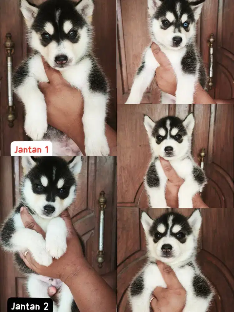 Siberian Husky Male Female